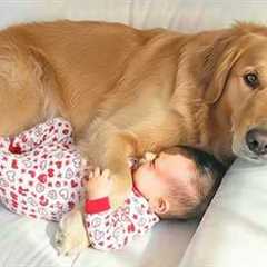 Adorable Dogs Taking Care of Babies Like Their Own Puppies 😍