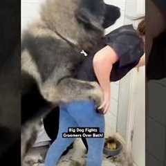 Giant Dog REFUSES To Let Groomers Bathe Him! 💥🤣