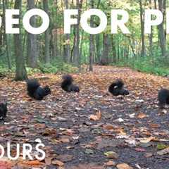 Birds, Squirrels and Forest Friends in Fall - 10 hour Video for Pets and People 🐱 - Oct 16, 2025