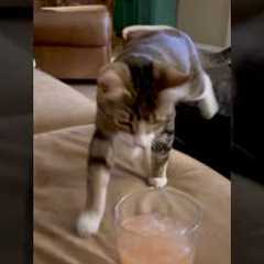 My cat does this when she wants attention...