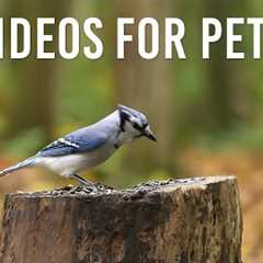 Beautiful Forest Animals in Autumn - 10 Hour Cat TV for Pets to Watch - Oct 17, 2025