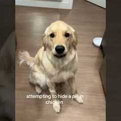My Dog Is Too Smart For Hidden Pills