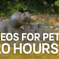 10 Hours of Fall, Feathers and Furry Friends - October 18, 2025