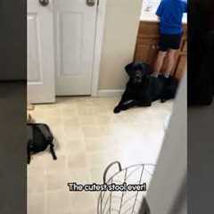 I found my son using my dog to reach the bathroom sink! 😆❤️🐕