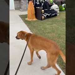 Sweet Dog Thinks Skeletons Are People And Wants To Meet Them