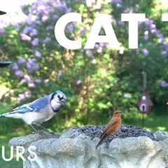 Beautiful Birds, Squirrels and Backyard Animals -  10 Hour Cat TV for Pets 🐱 - Oct 19, 2025