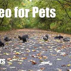 A Scurry of Squirrels in the Fall Foliage - 10 Hour Cat TV for Pets to Watch 🐱 - Oct  20, 2025