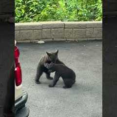Baby Bears Playfully Wrestle With Each Other