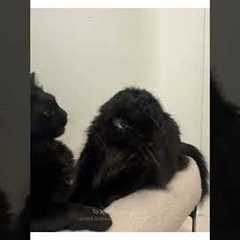 My cats won't stop fighting...