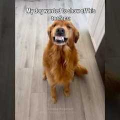 Those are some pretty perfect teef! 🤣🦷🥰 (Via - Courtney S.) #goldenretriever #funnydog #dog