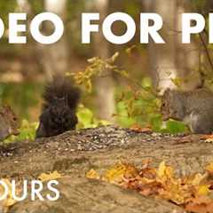 Cat TV for Pets to Watch 🐱 - Birds, Squirrels and Forest Friends in Fall - Oct  22, 2025