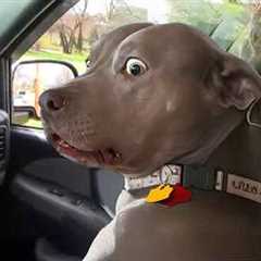 Dogs Can't Stop Being Comedians 😂 NEW Funny ANIMALS Video 2025