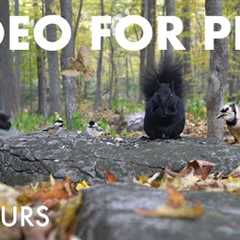 Cat TV for Pets to Watch - 10 Hour Relaxing Video with Forest Birds and Squirrels - Oct 23, 2025
