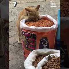 My Dog Smiles On Command 😅🤣