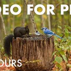 Black Squirrels, Blue Jays and Forest Animals in Fall - 10 Hour Cat TV for Pets 🐱 - Oct 24, 2025