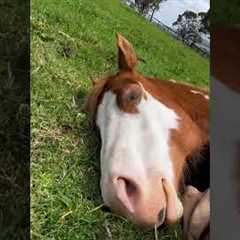 Cuddling with my horse in the pasture 😍