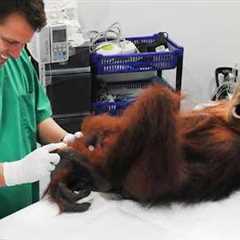 Animals Who Totally Interrupt Vets During Checkups! 🤣 Funniest ANIMAL Moments