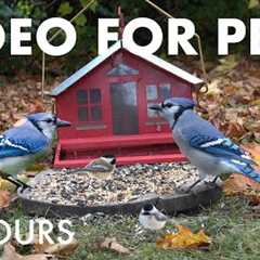 Saturday Morning Cartoons for Pets 🐱 - 10 Hours of Backyard Birds and Squirrels - Oct 25, 2025