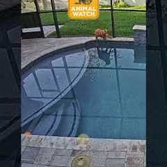 🤩 Ring Cams gone WILD!!