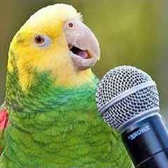 Best PARROT Talking Moments.. You’ll Crack Up 😂