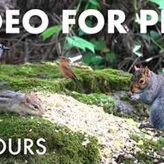 Sunday Morning Brunch for Birds, Squirrels and Chipmunks - 10 Hour Cat TV for Pets 🐱 - Oct 26, 2025