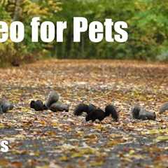 A Scurry of Squirrels and Forest Animals in Fall - 10 Hour Cat TV for Pets to Watch - Oct 27, 2025