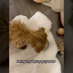 Dog Hates Spicy Water