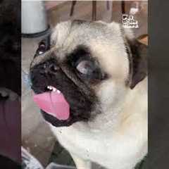 Cute Pug Licks Window