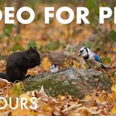 Cat TV for Pets to Watch 🐱 - 10 Hours of Birds, Squirrels and Forest Friends - Oct 28, 2025