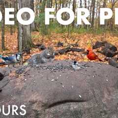 Relaxing Video for Pets 🐱 - 10 Hours of Birds, Squirrels and Forest Friends in Fall - Oct 29, 2025