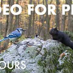 Blue Jays, Black Squirrels and Forest Friends in Fall - 10 Hour Cat TV for Pets 🐱 - Oct 30, 2025