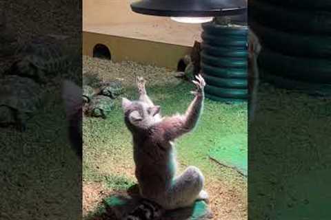 Lemur Raises Arms Towards the Light