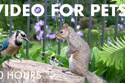 Cat TV for Pets to Watch 🐱 - 10 Hours of Backyard Chipmunks, Birds and Squirrels - Oct 01, 2025