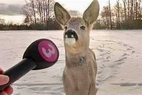 Best Animal News Bloopers That Shocked Reporters 😂 Funny Animals Videos