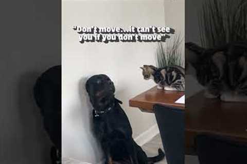 Rottweiler Is Terrified of Small Kitten