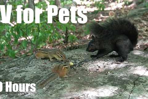 Black Squirrels, Chipmunks and Forest Friends - 10 Hour Cat TV for Pets to Watch - Oct 02, 2025