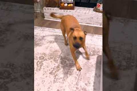 My Dog's Reaction To Being Called The B-Word (Bad Dog)