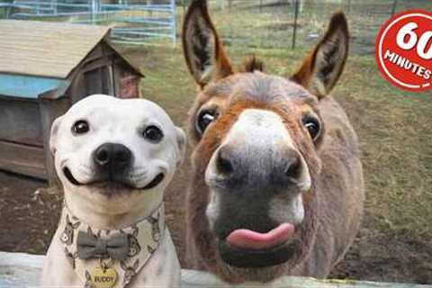 1 Hour Of Funniest Animals in the World Ever 🤣 Funny ANIMALS Video 2025