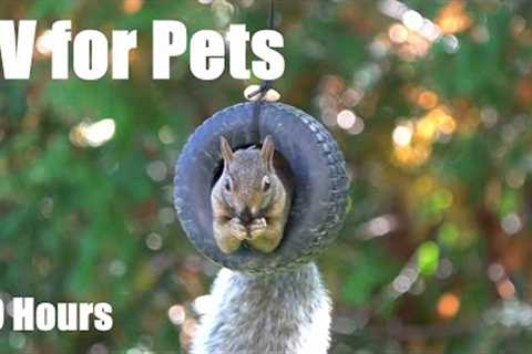Cat TV for Pets to Watch 🐱 - 10 Hours of Backyard Bliss with Birds and Squirrels - Oct 03, 2025