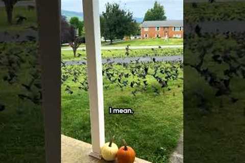 These Birds Won't Let Me Leave My House!! 😰