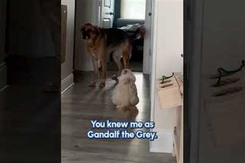 YOU SHALL NOT PASS! 😹🧙🏻‍♂️🐕 #Cat #FunnyCat #Dog