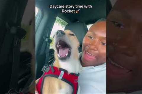 Dramatic Dog Asked How Daycare Went