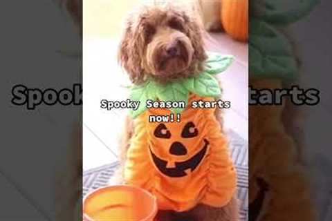 It's Officially Spooky Season!