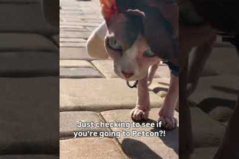 Real cowboy kitties attend Petcon 😹Have you gotten your ticket yet?