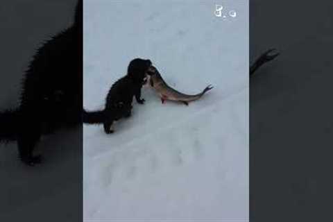 These animals need to go to DETENTION! #Baddies #Funny #Pets