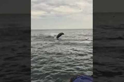 Amazing Dolphins Swim Alongside Tour Boat