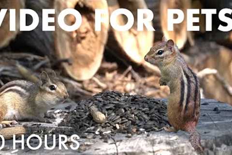 Sunday Morning Brunch for Hungry Squirrels and Chipmunks - 10 Hour Cat TV for Pets - Oct 05, 2025