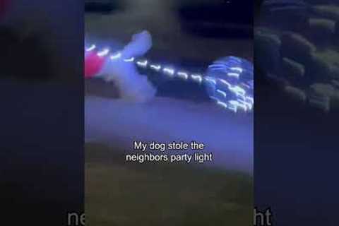 My Dog Ran Off with My Neighbor's Party Lights 😅