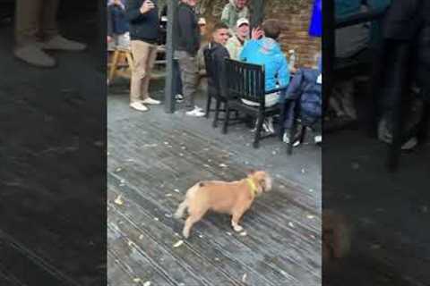 Crowd Cheers Bulldog As He Plays With Balloon