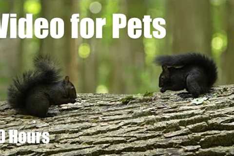 Cat TV for Pets and People to Watch 🐱 - 10 Hours of Beautiful Animals in the Forest - Oct 06, 2025